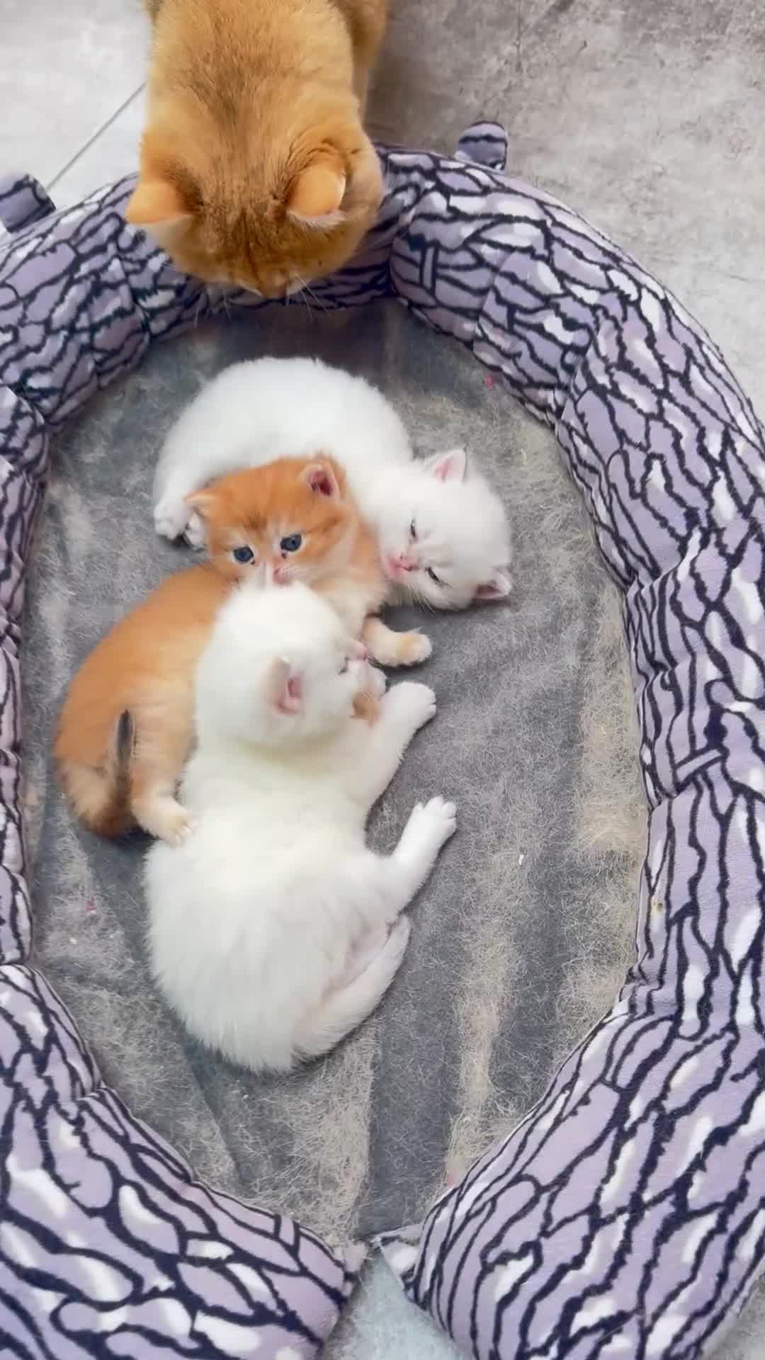 British Shorthair cats for sale: ✨🐾 Golden White BSH 🐾✨ - Video 1