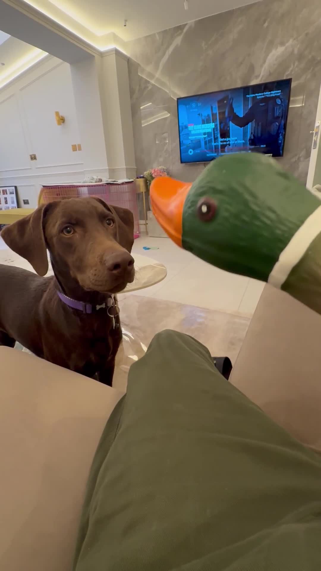 Labrador Retriever dogs for sale: Winston – 6-Month-Old Chocolate Labrador in Addlestone - Video 1