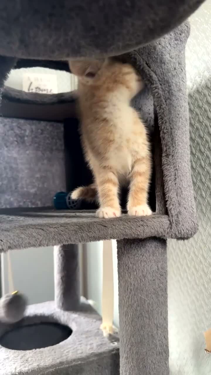 Mixed Breed cats for sale: Beautiful tabby x British long haired kittens 🩷💙 - Video 4