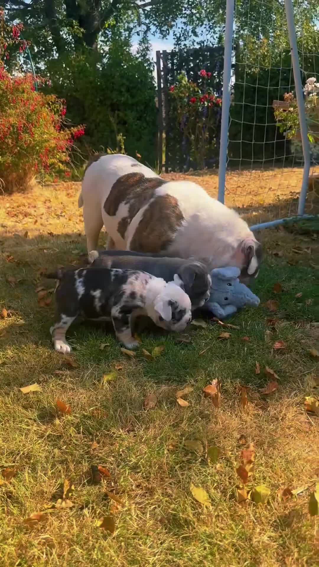 Mixed Breed dogs for sale: Olde English bulldog pups Health tested parents  - Video 1
