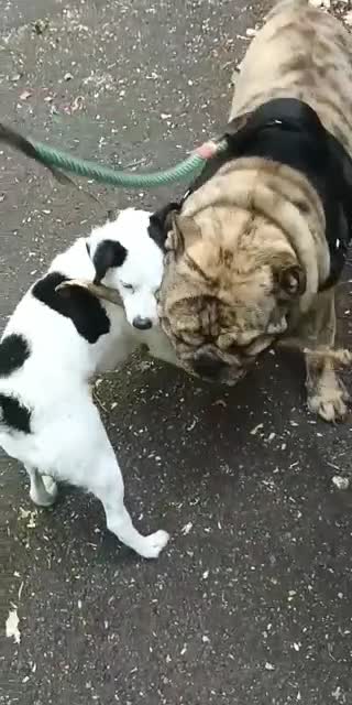 English Bulldog dogs for stud: Bubba in Orpington - Video 1