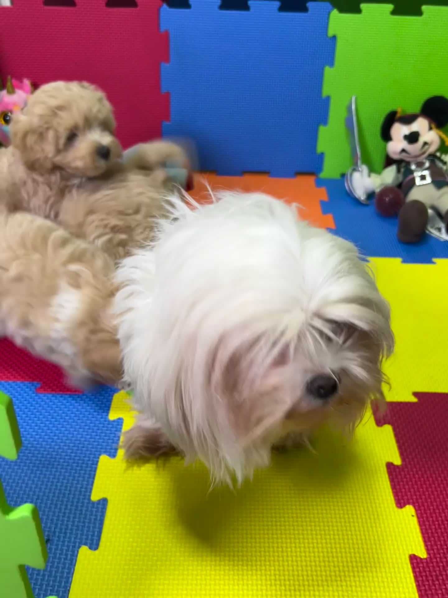 Maltipoo dogs for sale: ❤️3 Maltipoo F1 Babies❤️ - Video 1
