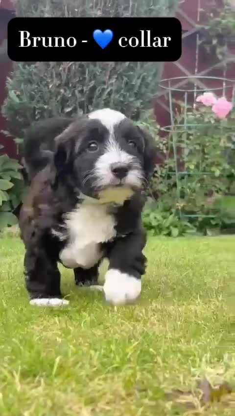 Mixed Breed dogs for sale: Tibetan Terrier x cockerpoo  - Video 1