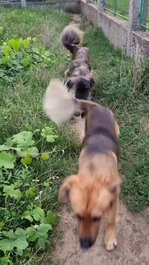 Mixed Breed dogs for adoption: Home Need Urgently  - Video 4