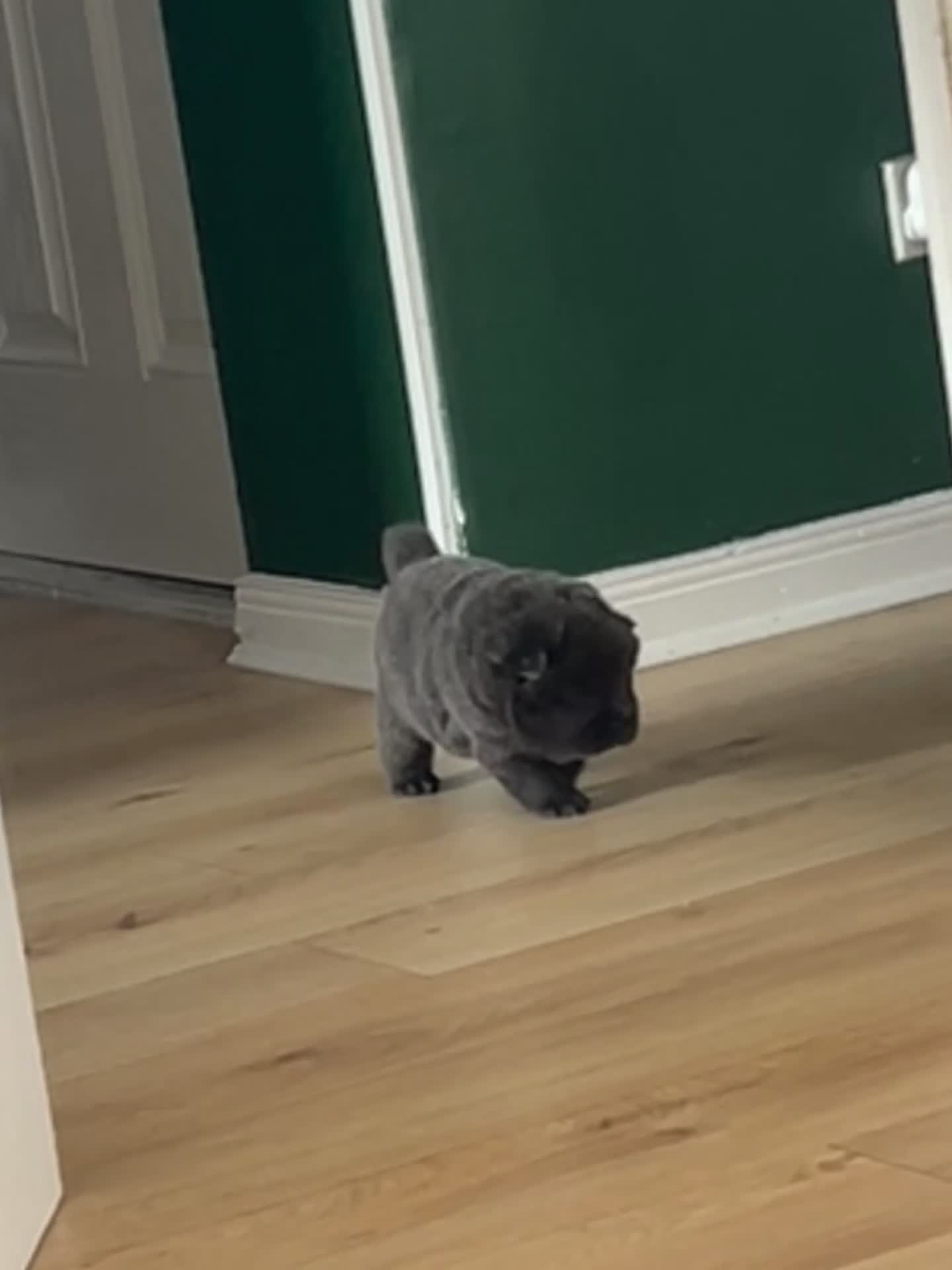 Chow Chow dogs for sale: KC REGISTERED CHOW CHOW  - Video 2