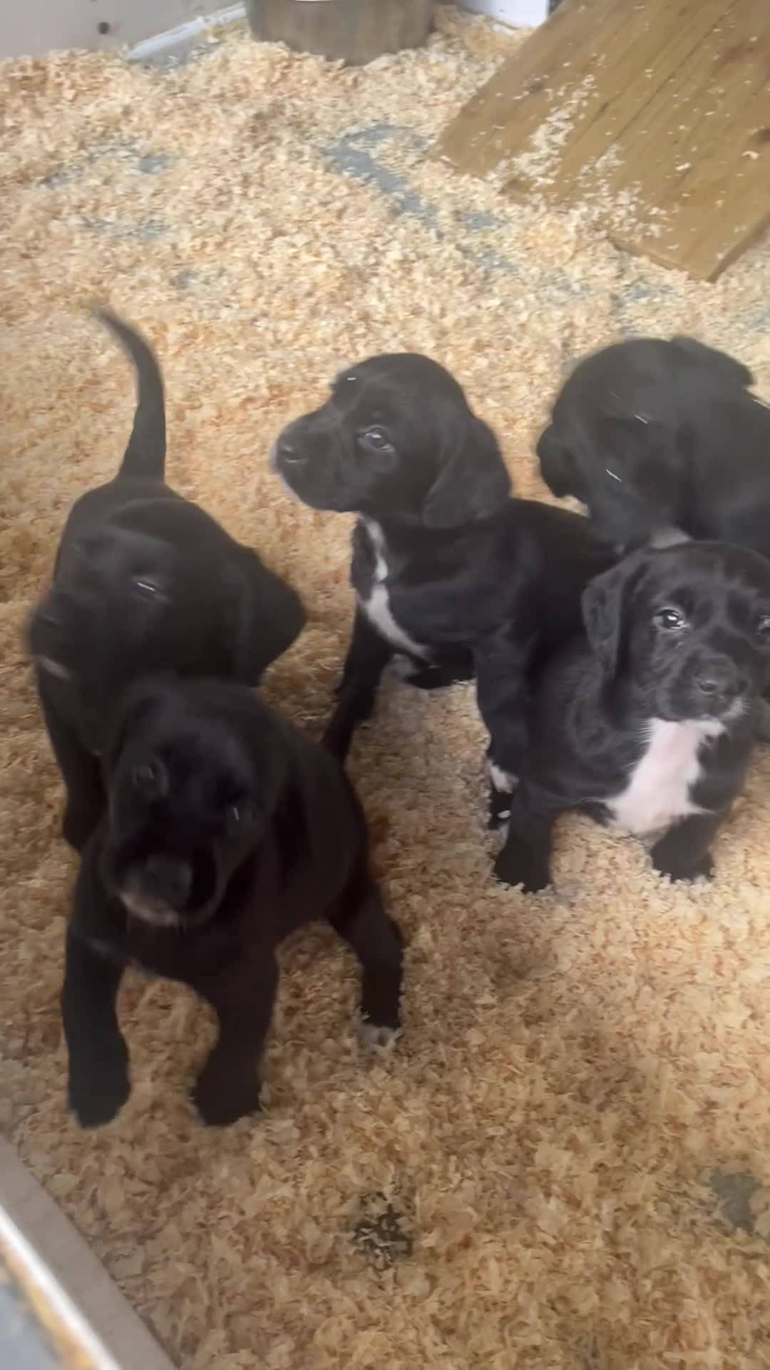 Springador dogs for sale: Stunning Springerdor Pups - Video 1