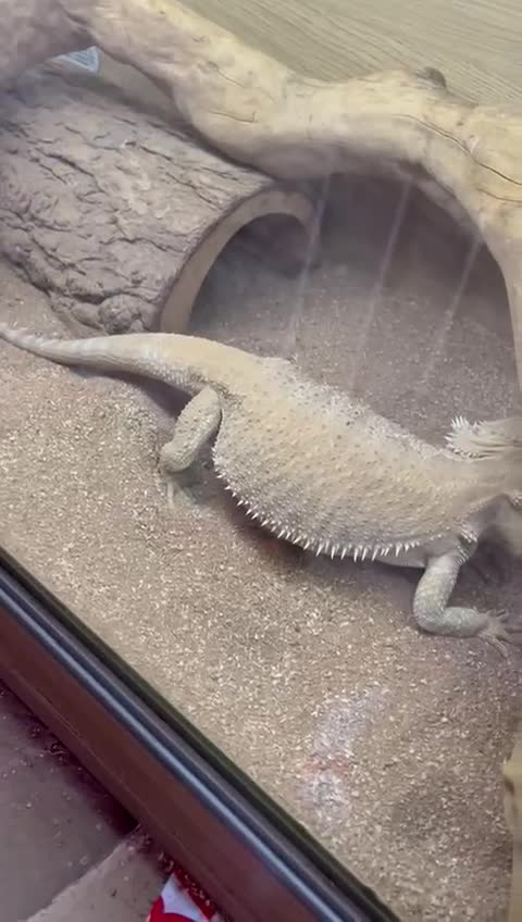 Bearded Dragon reptiles for sale: Bearded dragon + vivarium with accessories  - Video 3