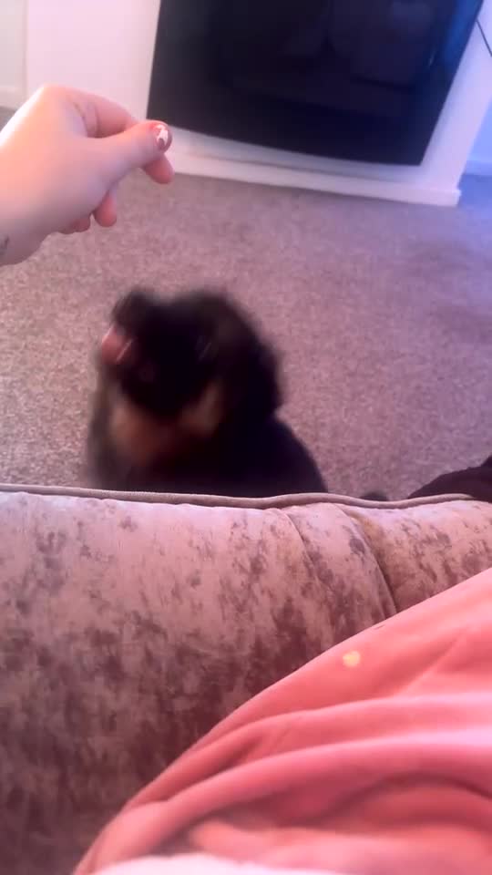 Shepsky dogs for sale: Female Shepsky - Video 1