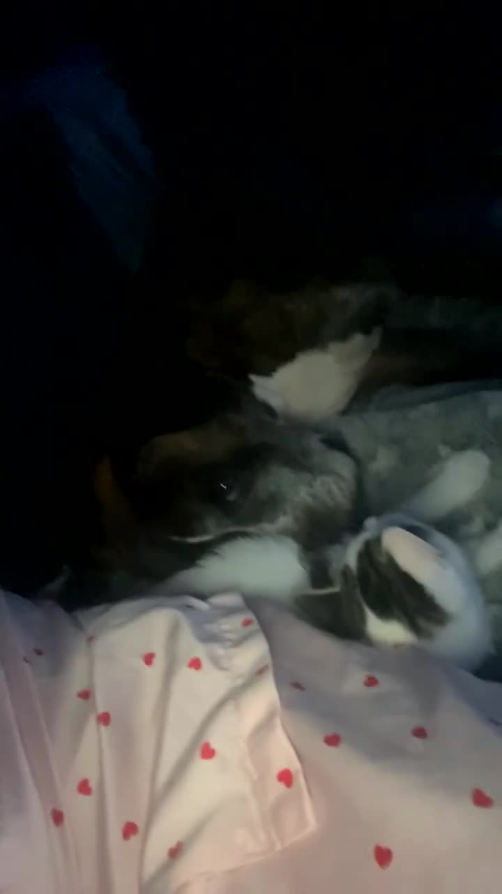 Mixed Breed dogs for sale: Buster (staffy cross boxer) - Video 1