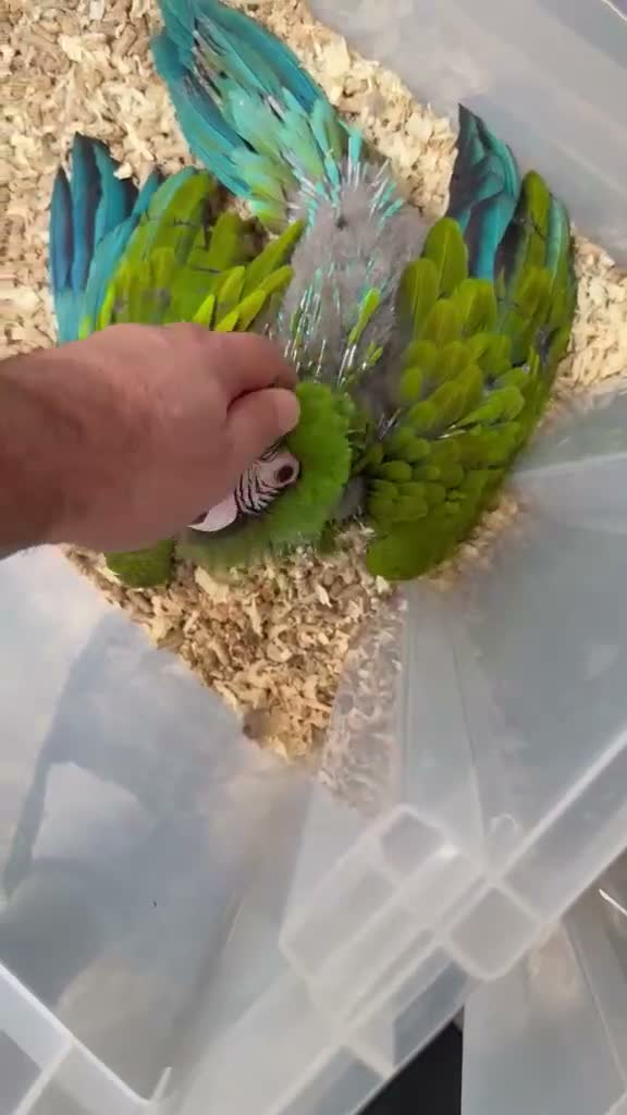 Macaws birds for sale: Selling baby handreared  military macaw  - Video 1
