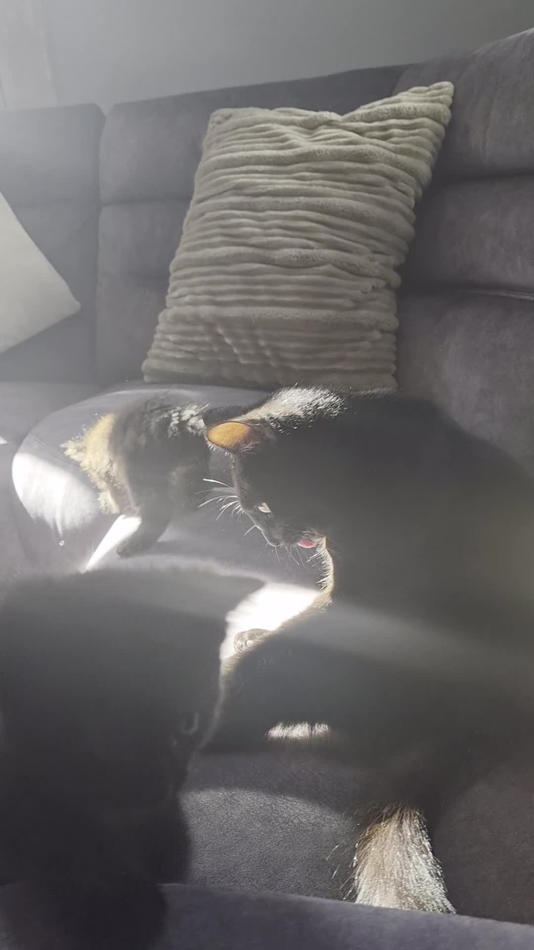 Mixed Breed cats for sale: 2 Lovely mixed breed part Ragdoll kittens  in Colchester - Video 1