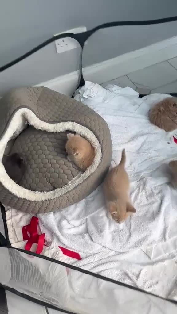 Mixed Breed cats for sale: Beautiful Persian Mix Kittens – 4 Boys & 3 Girls - Video 1