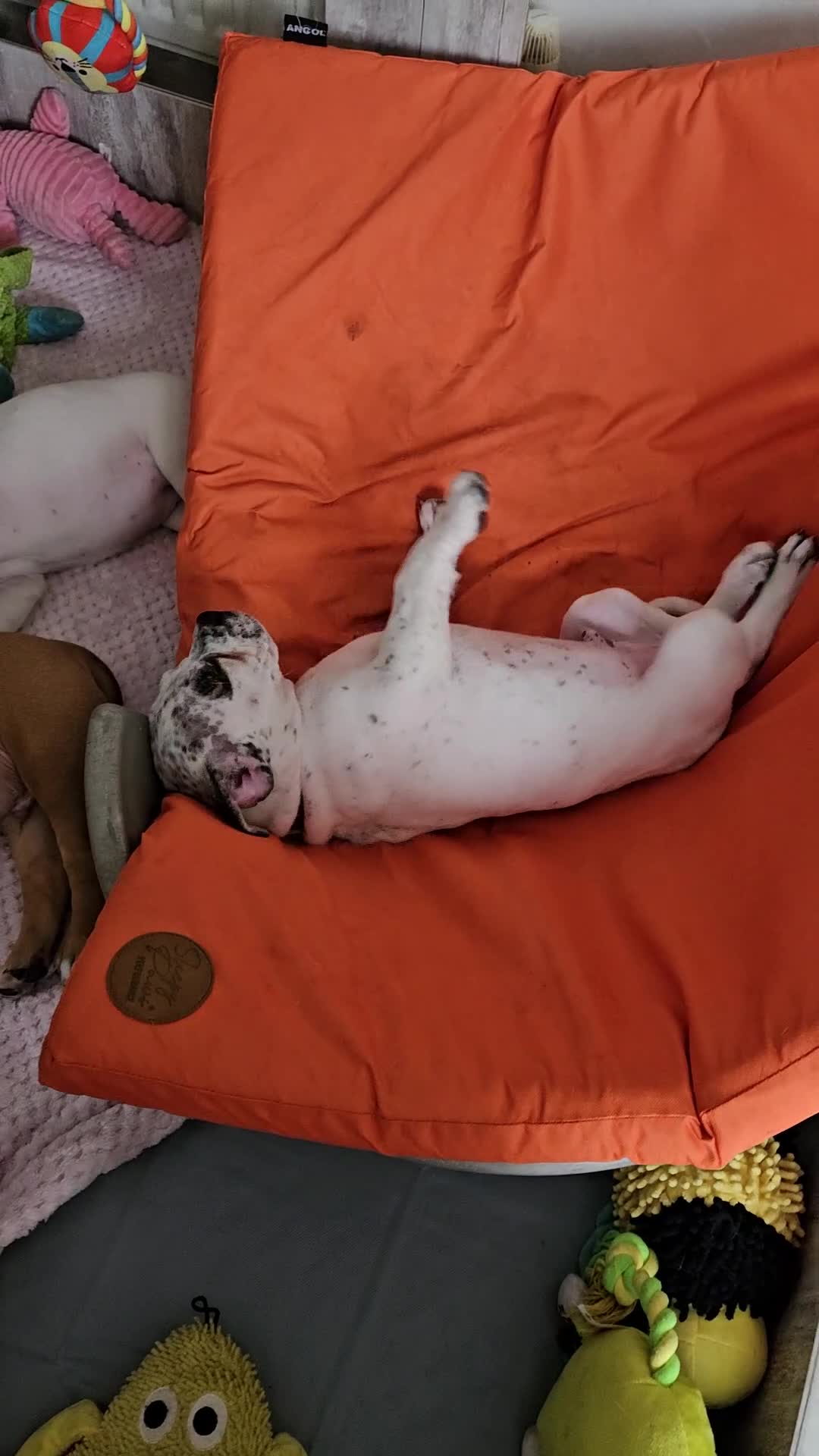 Mixed Breed dogs for sale: ADORABLE CHUNKY PUPPIES - Video 2
