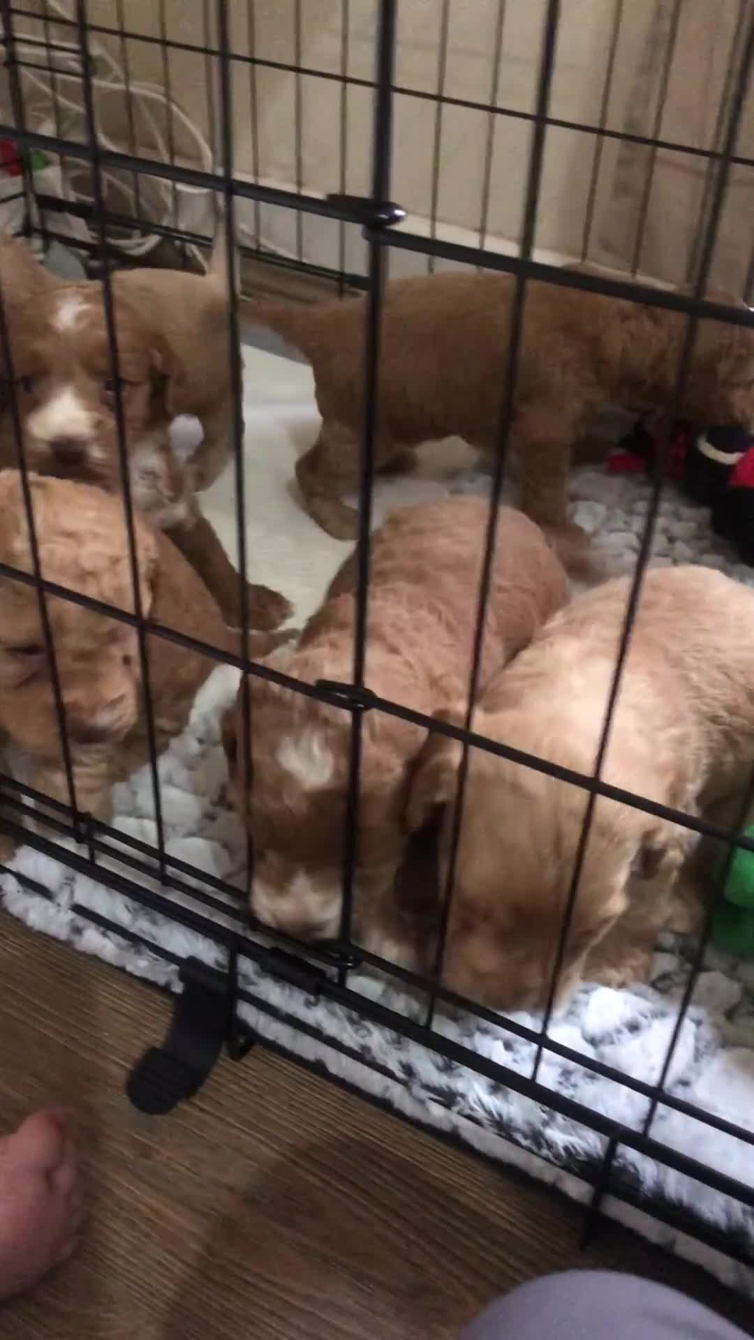 Cockapoo dogs for sale: 6 beautiful f1 puppies  - Video 1