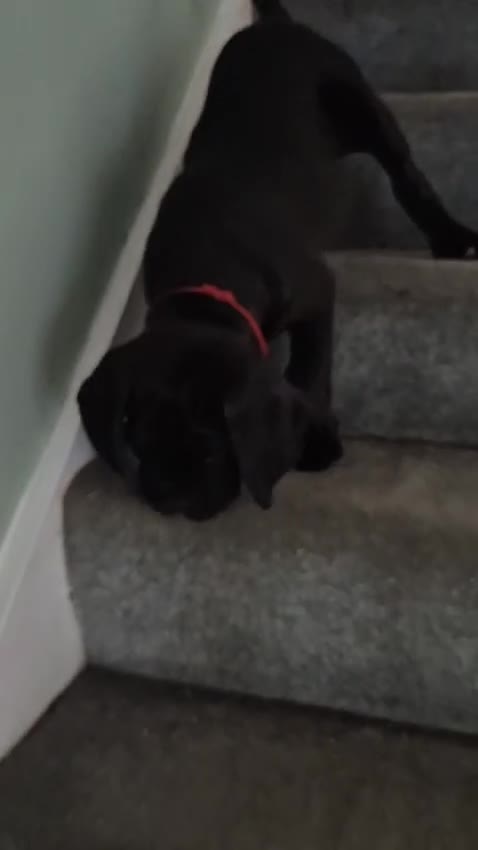 Cane Corso dogs for sale: CANE CORSO PUPPIES ready to leave/4 males - Video 1