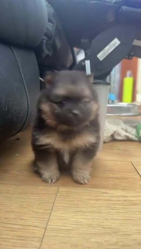 Pomeranian dogs for sale: 2 little Pomeranian Boys   - Video 3