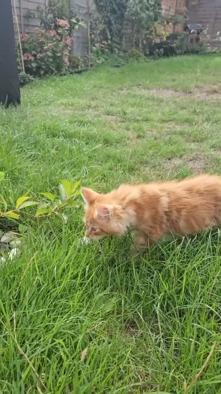 Maine Coon cats for sale: Exceptionally beautiful  blue-eyed main coon  - Video 1