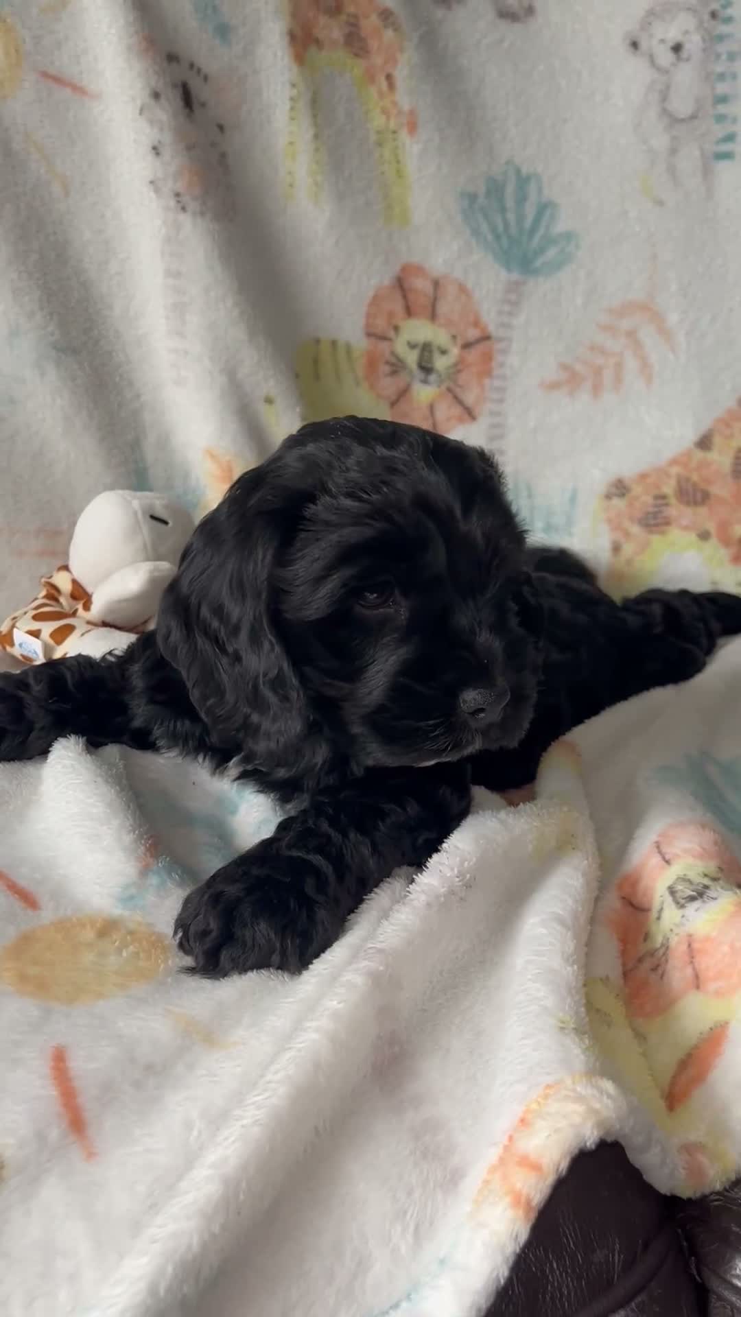 Cockapoo dogs for sale: F1b cockerpoo boy - Video 1