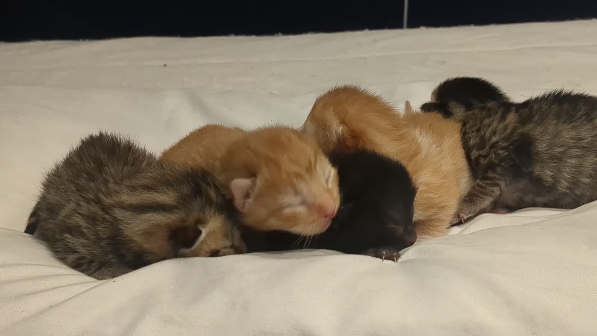 British Shorthair cats for sale: Mum & 5 babies - Video 2