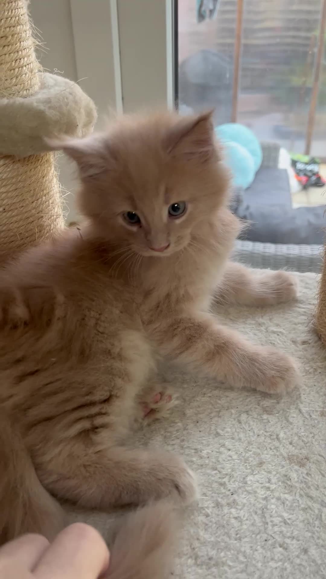 Maine Coon cats for sale: Full 💯 European Maine coons kittens - Video 3