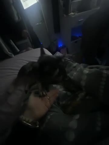 French Bulldog dogs for sale: French bulldog - Video 1