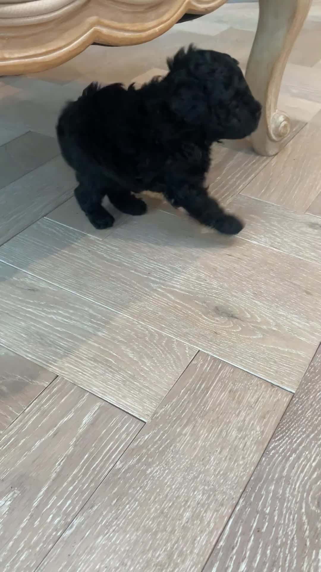 Toy Poodle dogs for sale: Meet Fig  - Video 1