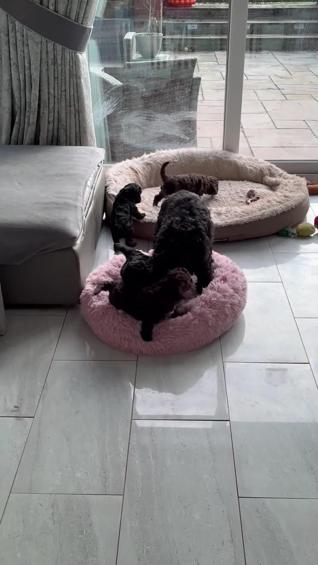 Cockapoo dogs for sale: Miniature cockapoos - Video 2