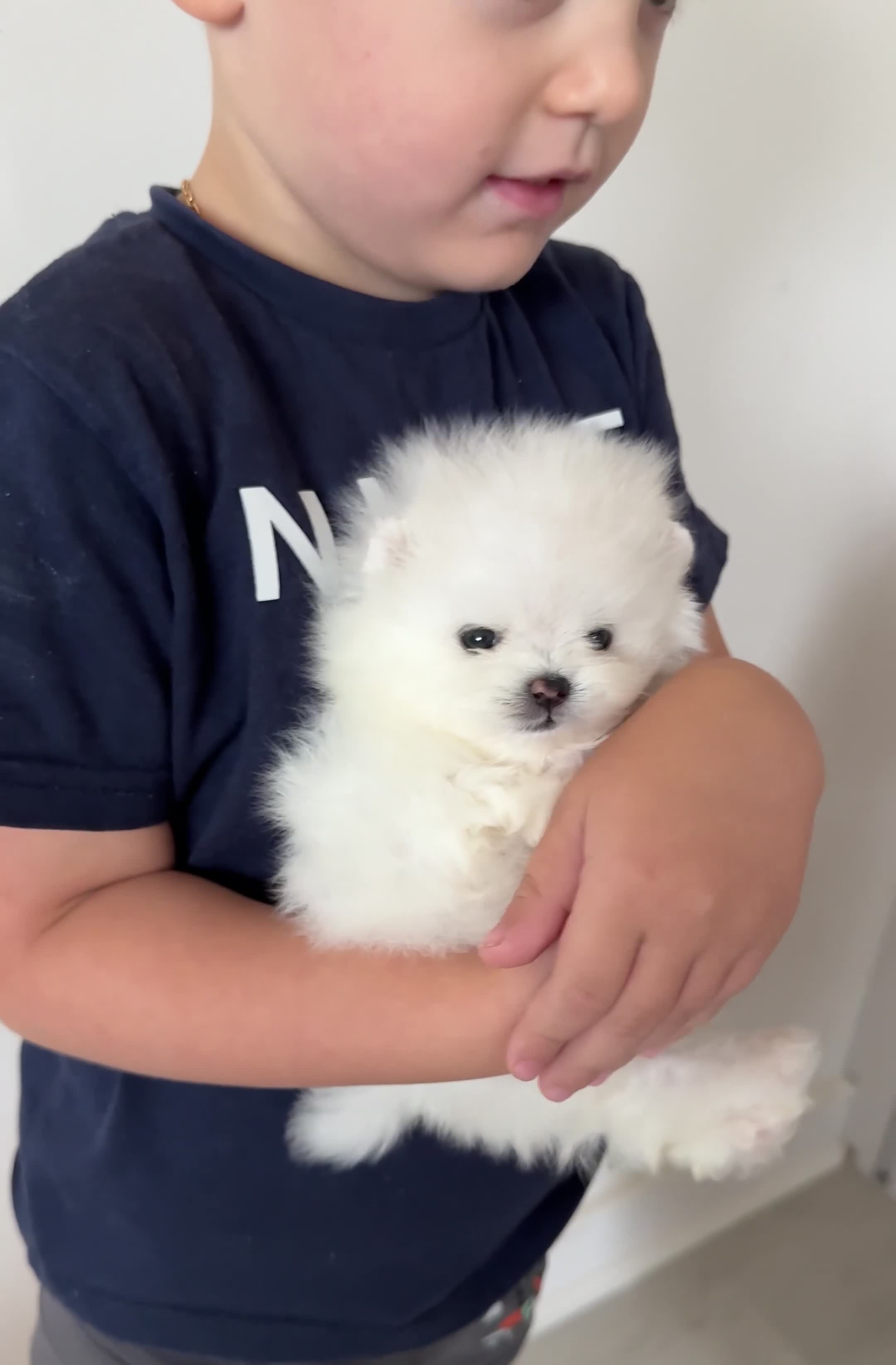 Pomeranian dogs for sale: 🏆Champion Teddies🧸 KC registered ✔️ - Video 3