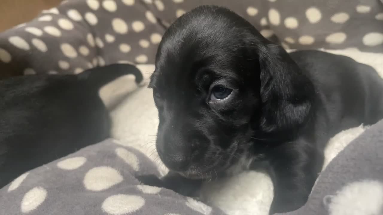 Mixed Breed dogs for sale: Black puppy with white strip on chest  - Video 2