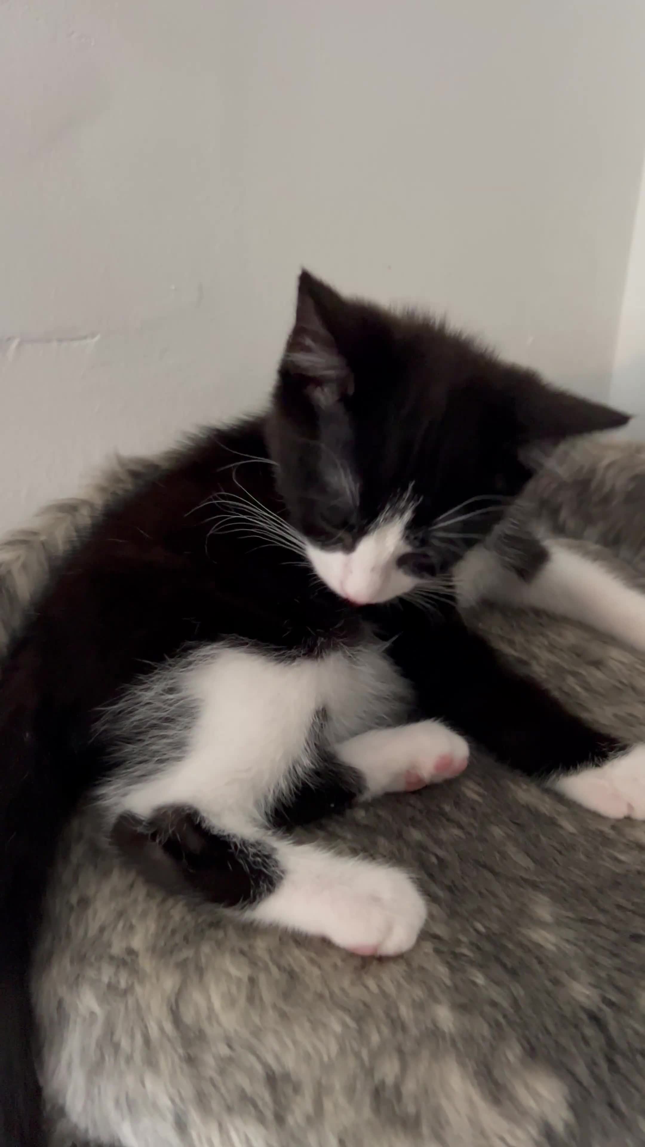 Domestic Shorthair cats for sale: Loving home needed for Luna - Video 2