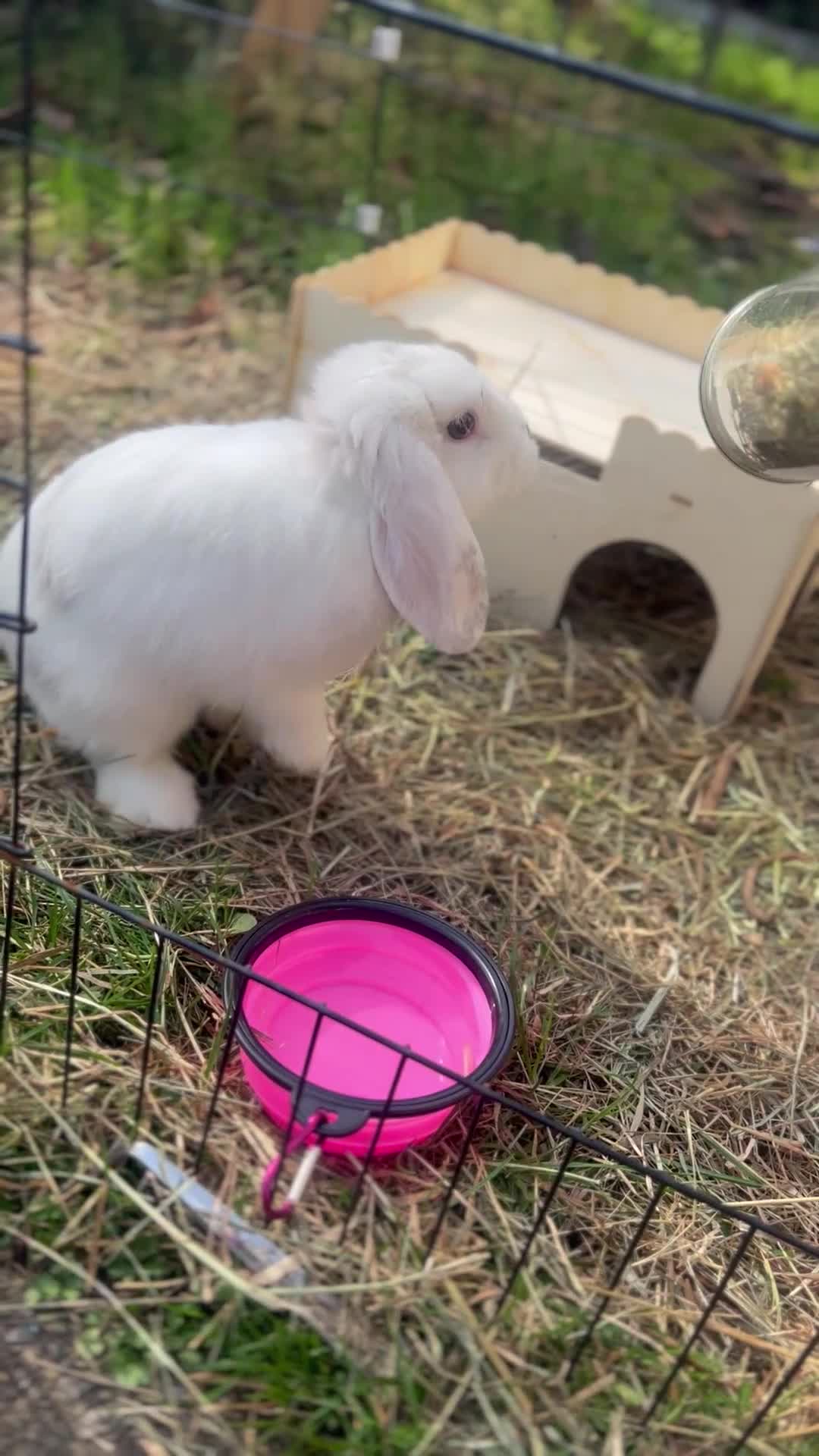 Mixed Breed rabbits for sale: Berry - Mini lion lop - Video 1