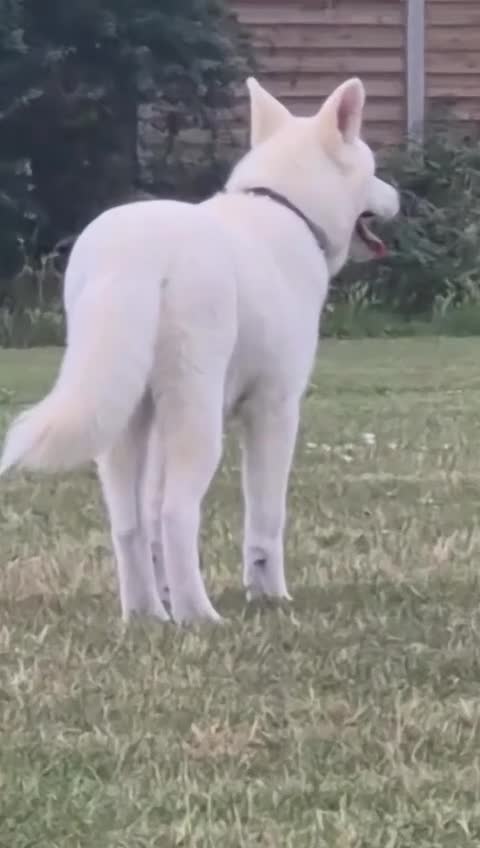 Akita dogs for sale: Samoyed Akita  in Chelmsford - Video 5