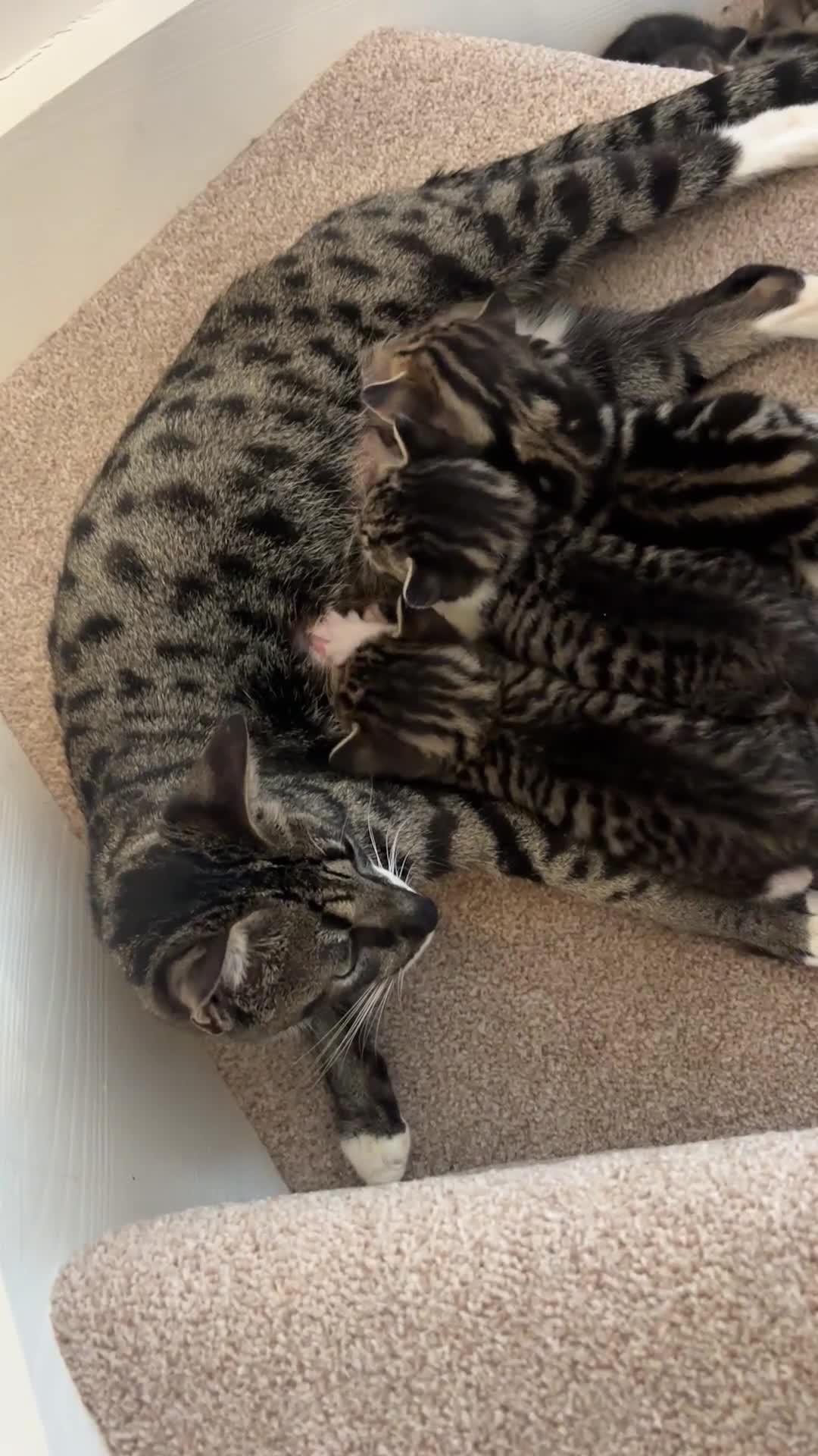 Savannah cats for sale: F4 Savannah x British Shorthair Kittens Available - Video 3