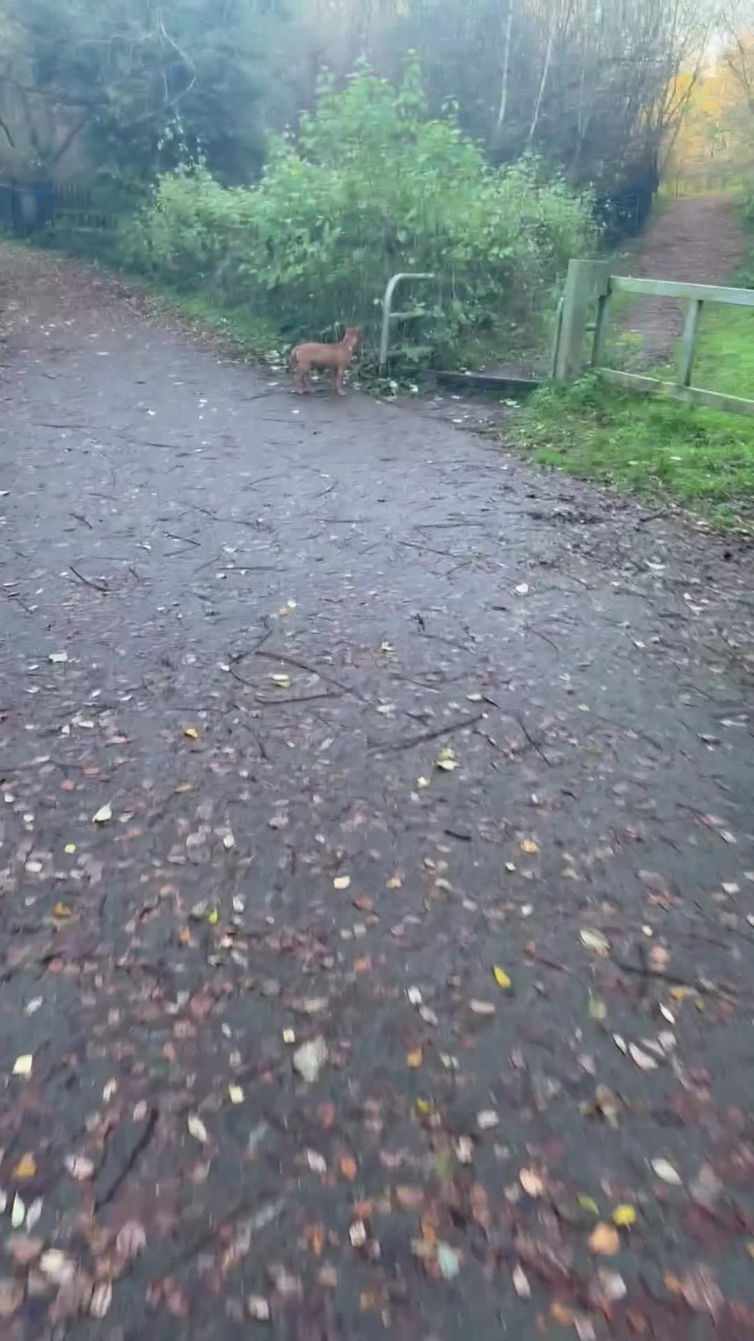 Mixed Breed dogs for sale: Staff x shar pei - Video 1