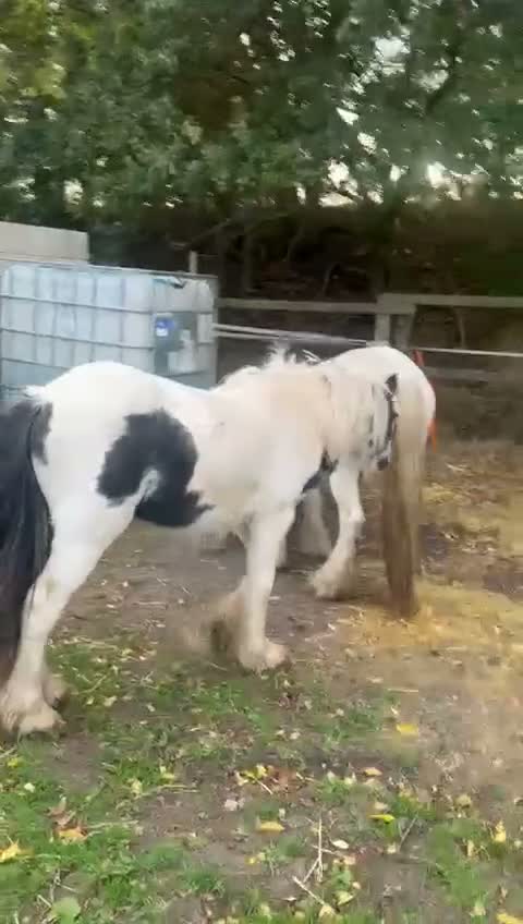 Irish Cob horses for sale: 12 month old colt to make around 14hh - Video 1