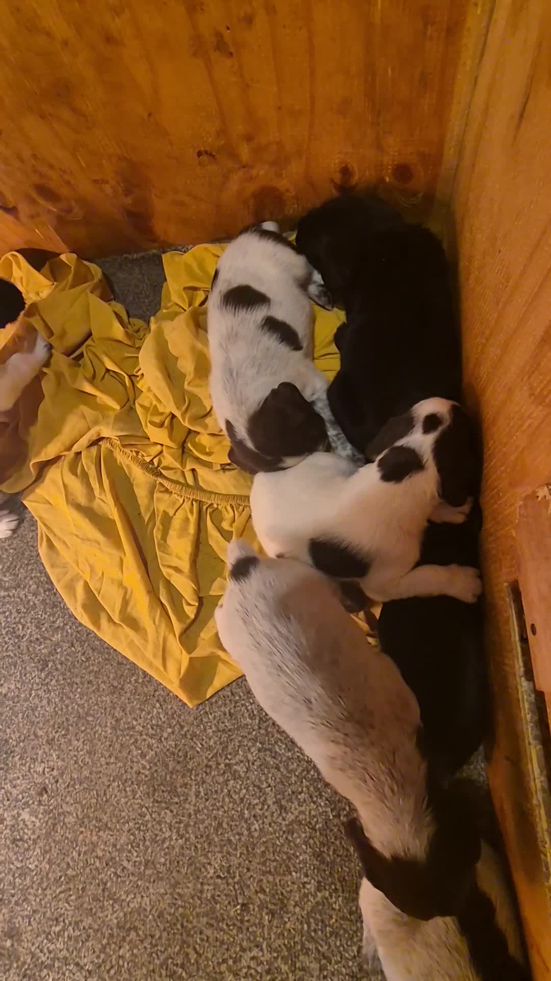 Mixed Breed dogs for sale: German Wirehaired Pointer x Springer Spaniel Pups - Video 3