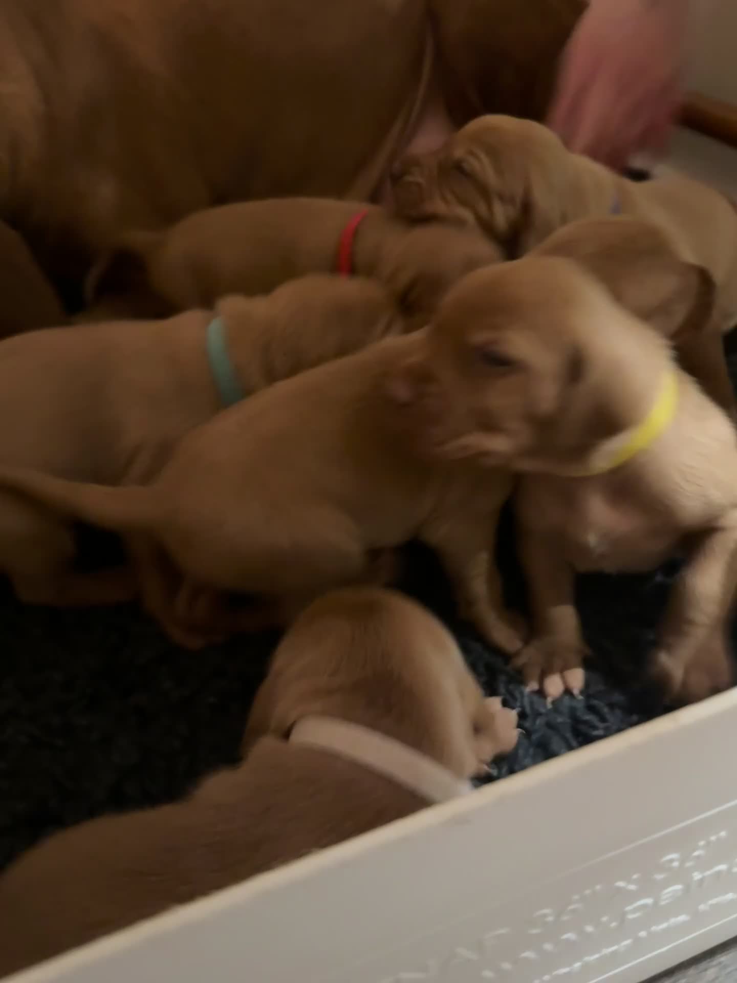 Hungarian Vizsla dogs for sale: Exceptional KC Reg Puppies - 5* Licenced Breeder - Video 1