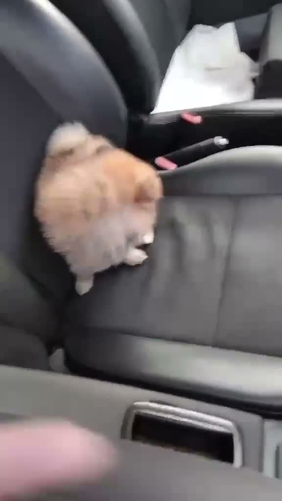 Pomeranian dogs for sale: Beautiful teddy faced female  - Video 1