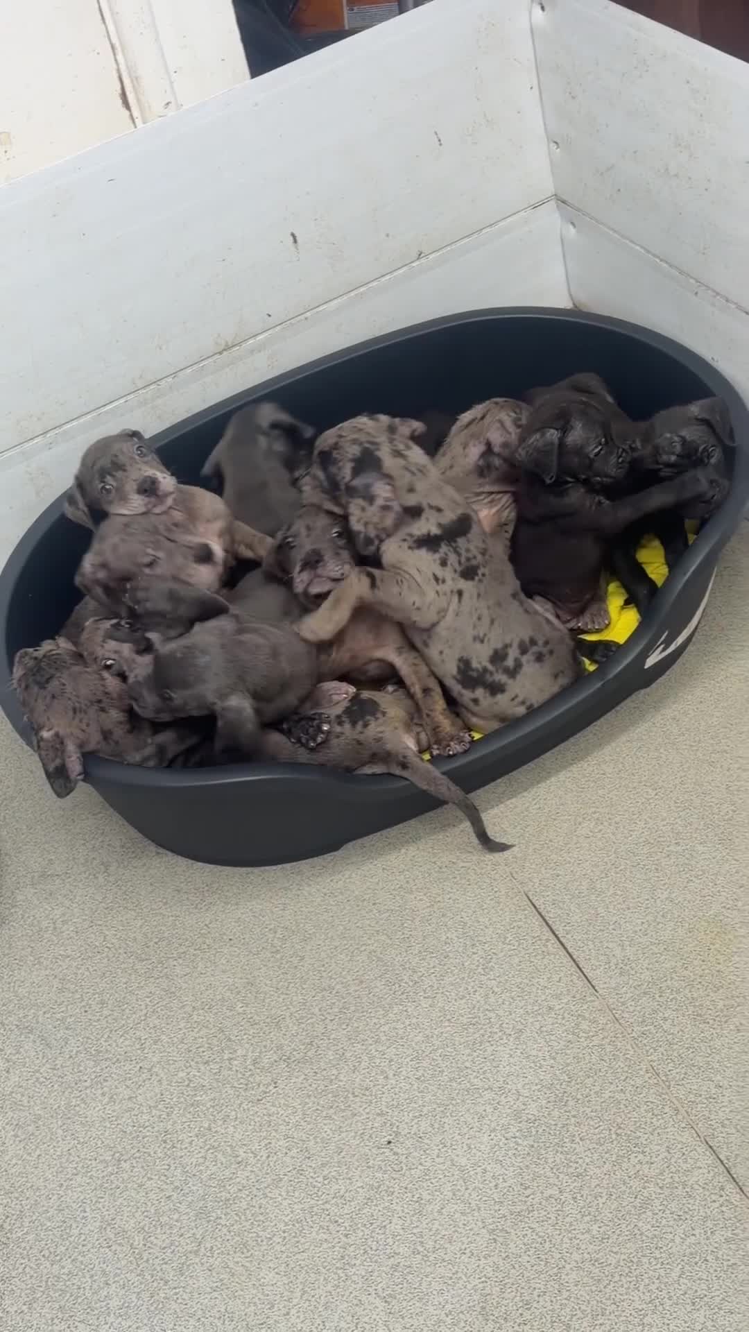 Cane Corso dogs for sale: 🐾 Cane corso litter with distinctive colours  🐾 - Video 1