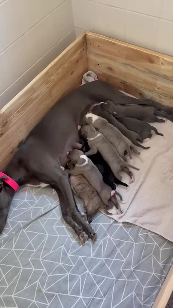 Whippet dogs for sale: Whippet puppies  - Video 1