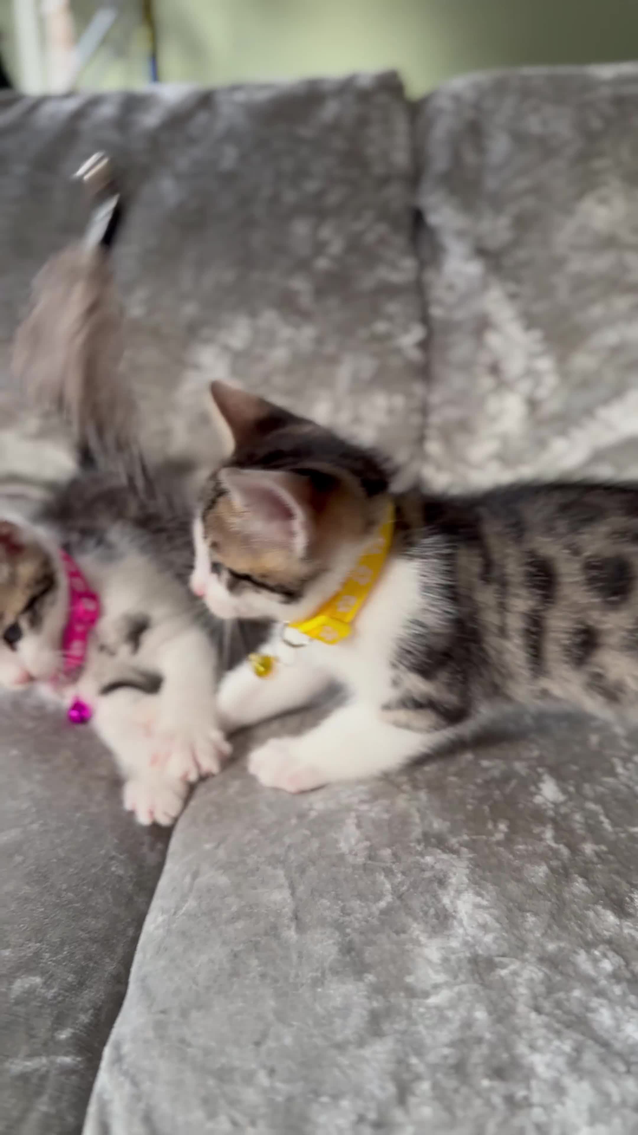 British Shorthair cats for sale: ✨🍑 PEACH & PISTACHIO 💚✨ - Video 3