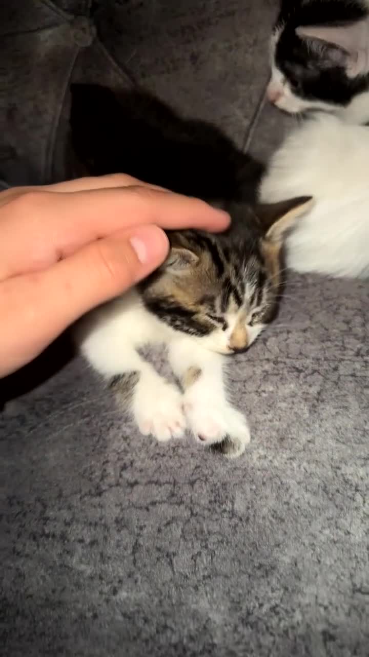 Domestic Shorthair cats for sale: Adorable Tabby/domestic shorthairs  - Video 1