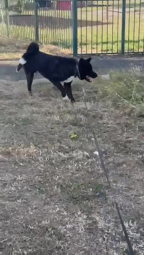 Akita dogs for sale: American Akita - Video 1