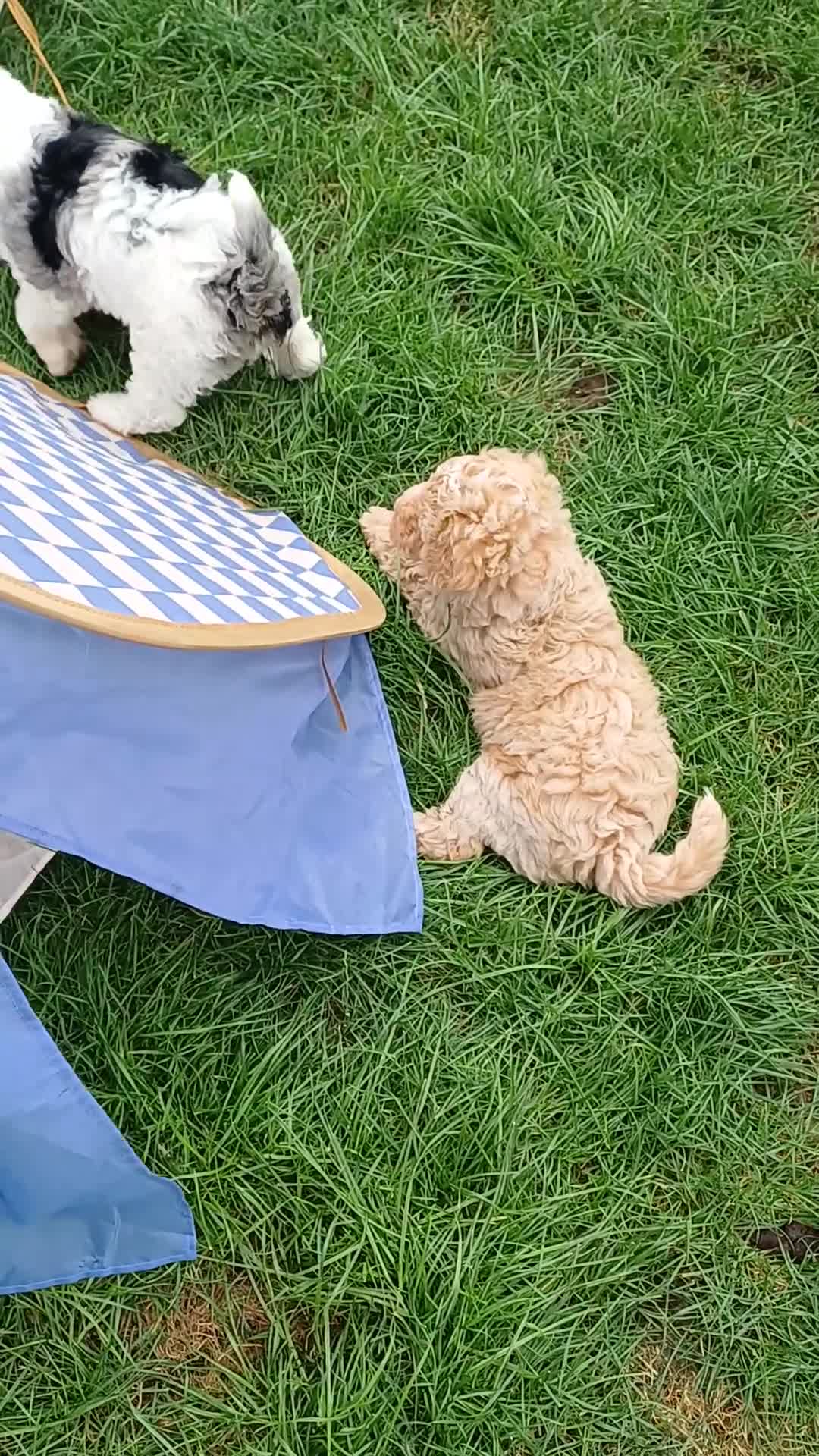 Cavapoochon dogs for sale: F1bb CAVAPOOCHON puppies 4th generation  - Video 1