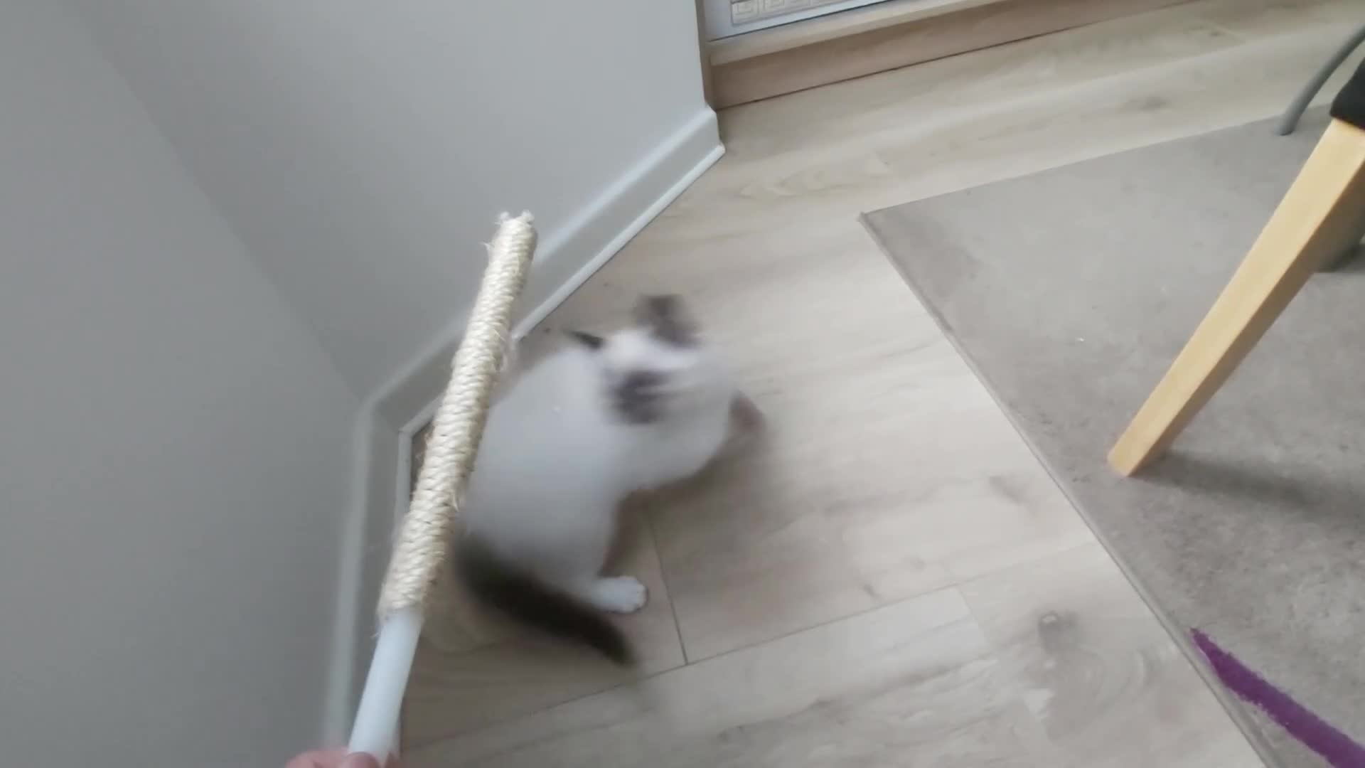 Ragdoll cats for sale: RAGDOLL SEAL POINT BLUE EYES READY NOW! - Video 2