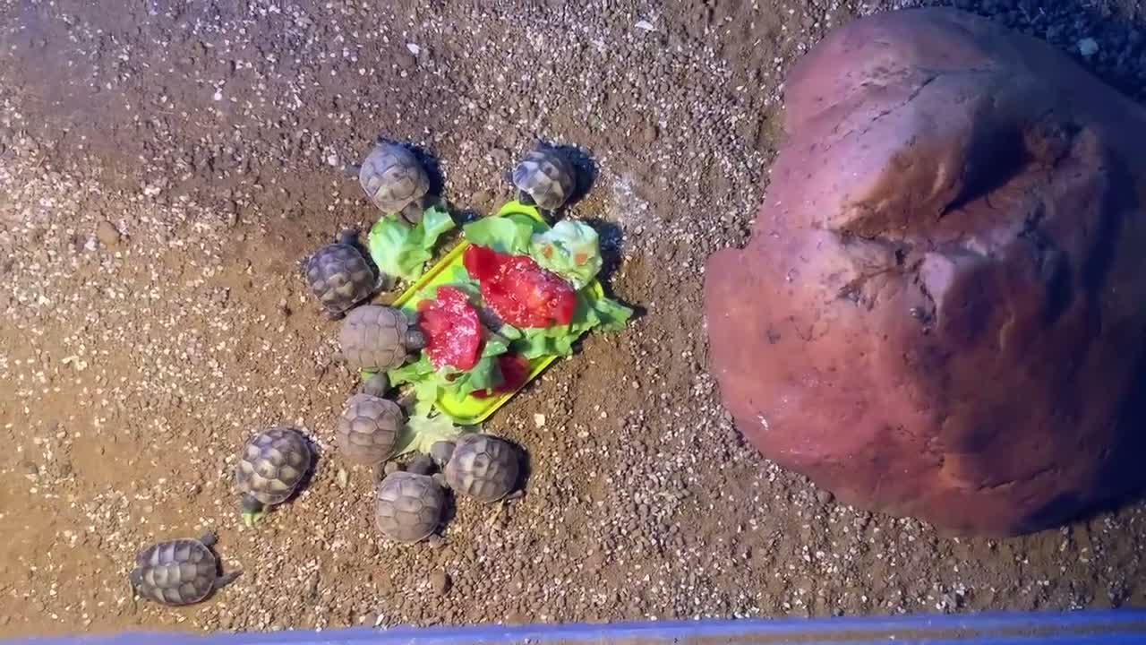 Hermann Tortoise reptiles for sale: Herman Tortoise (Testudo Hermani) - Video 1