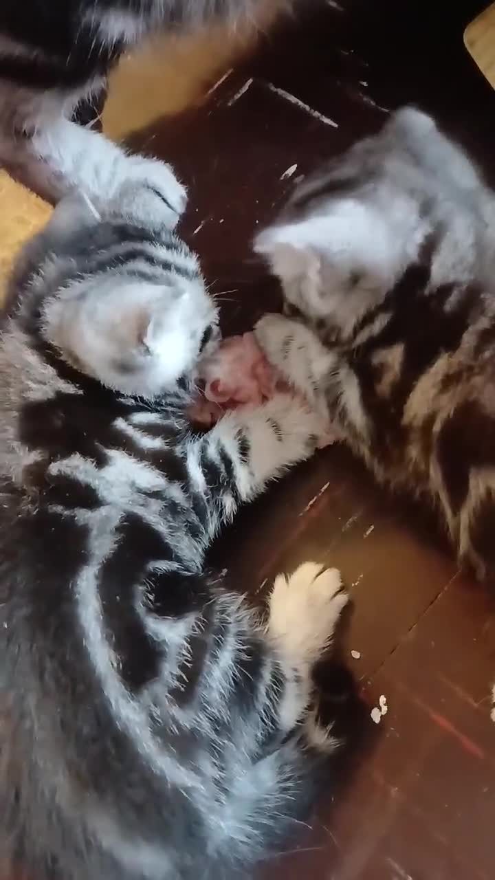 British Shorthair cats for sale: BshTabby kittens.GCCF.Available on 15.February . - Video 1