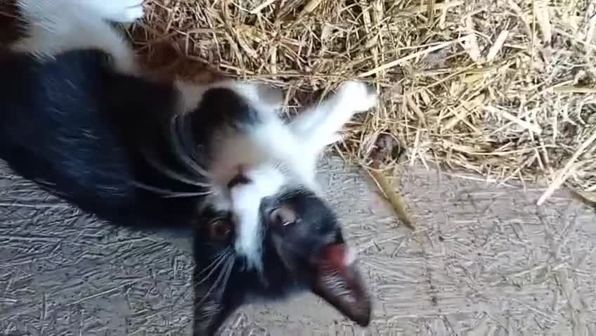 Mixed Breed cats for sale: Farm kittens black and white - Video 3
