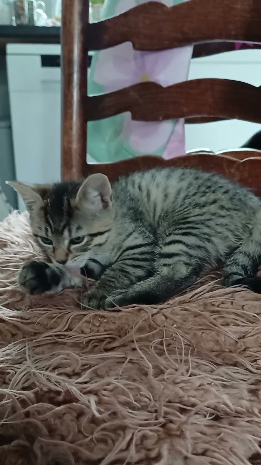 Mixed Breed cats for sale: Two gorgeous girls left from litter of 4 in Settle - Video 3