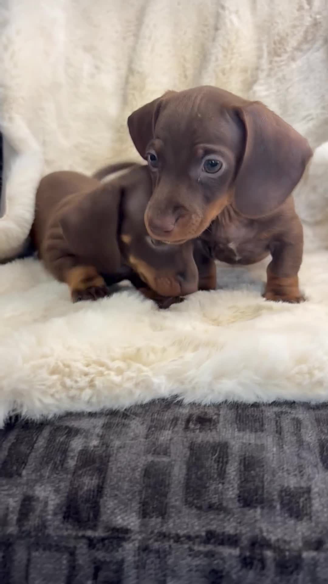 Miniature Dachshund dogs for sale: Beautiful dachshund puppies  - Video 1
